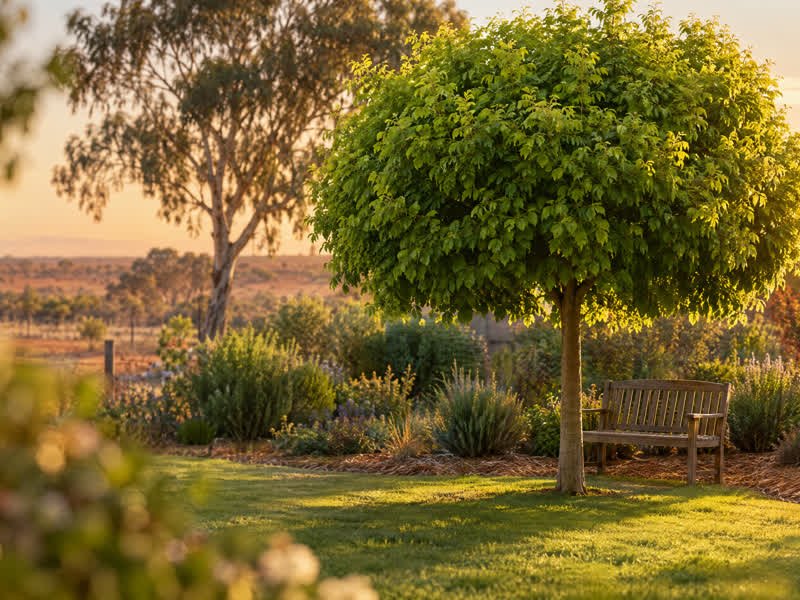 A mop top tree with a round green canopy shading a lawn and bench