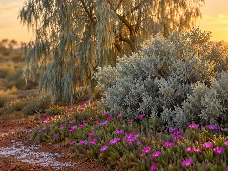 Silver old man saltbush and pink-flowered pigface thriving on salty red soil